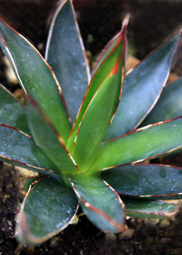 Agave 'Emerald Surfer'